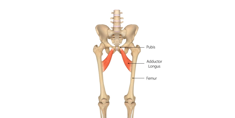 Adductor Longus Muscle of the thigh