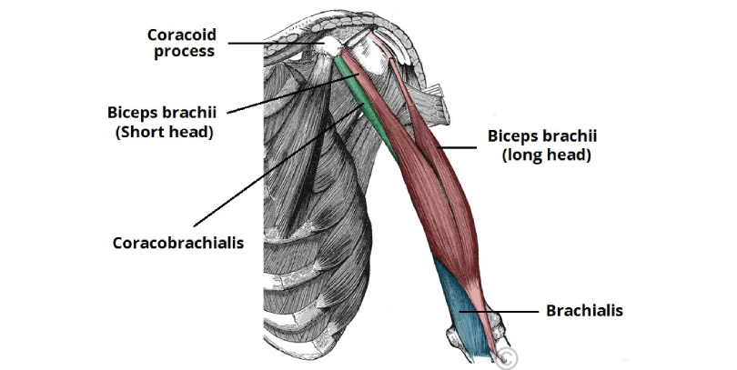 Coracobrachialis Muscle of the arm