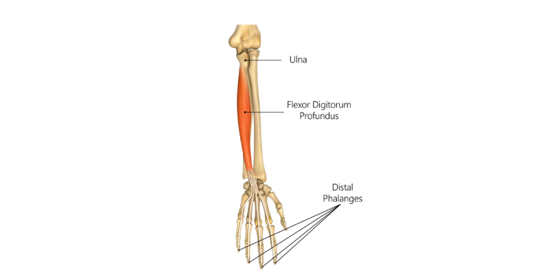 Flexor Digitorum Profundus Muscle of the arm