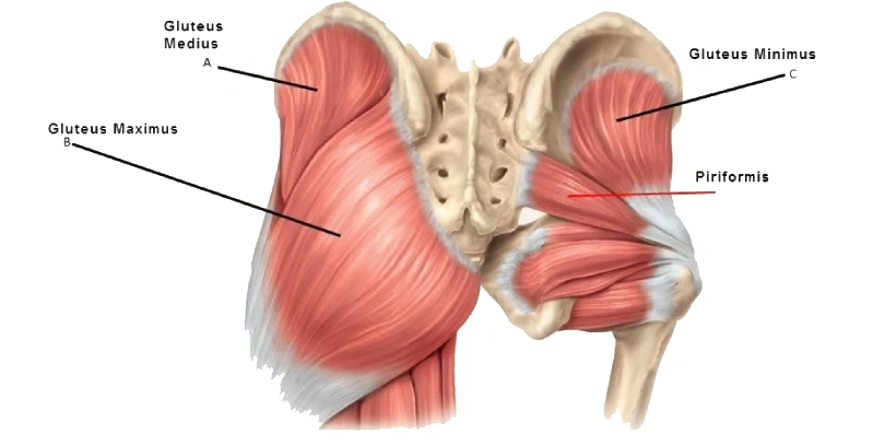 Gluteus Medius Muscle of the hip