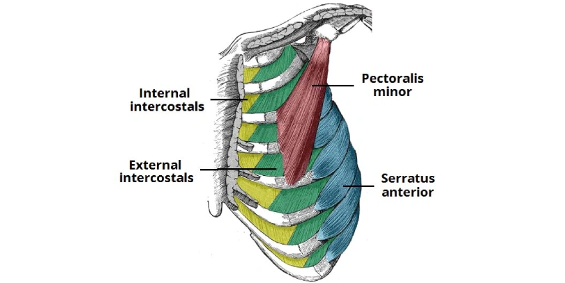Intercostal Muscles of the rib