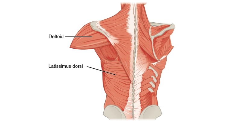 Latissimus Dorsi Muscle of the thorax