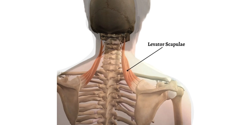 Levator Scapulae Muscle of the neck