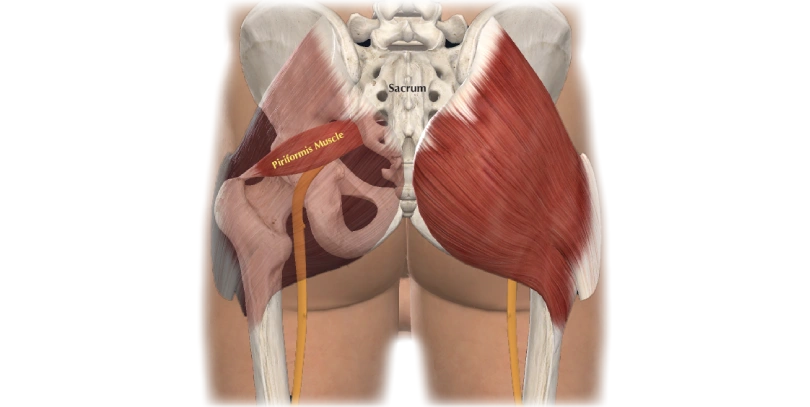 Piriformis Muscle of the hip