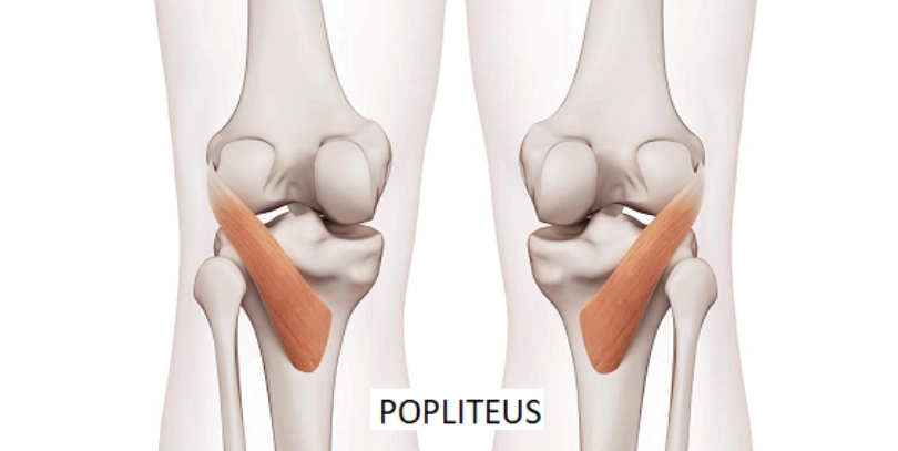 Popliteus Muscle of the knee