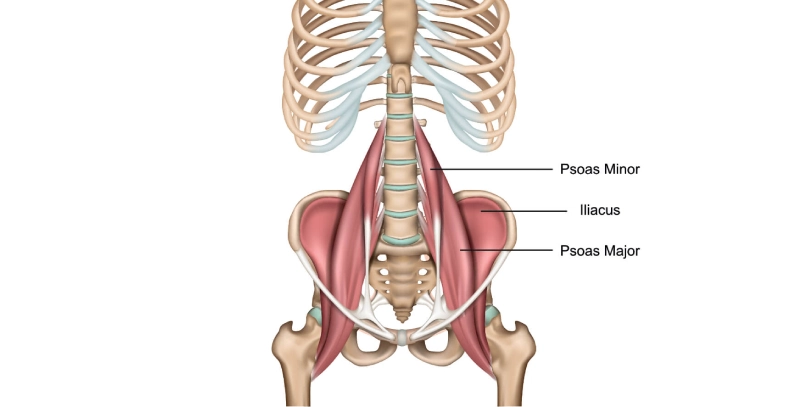 Psoas Major Muscle of the trunk lateral