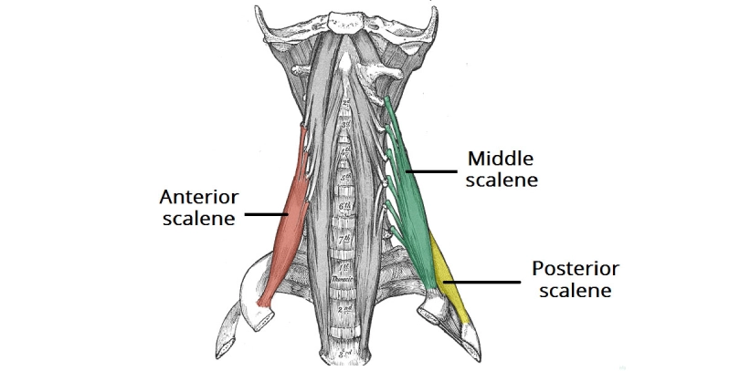 Scalene Muscles of the Neck