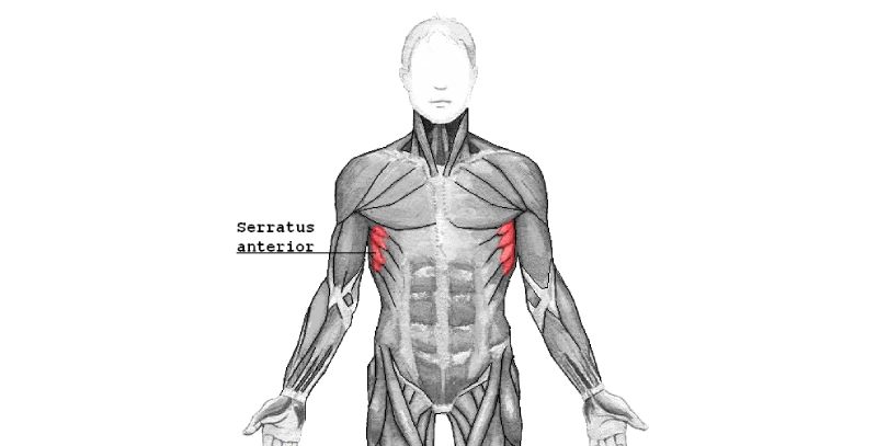 Serratus Anterior Muscle of the ribs