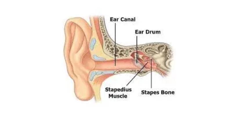 Stapedius Muscle of the ear