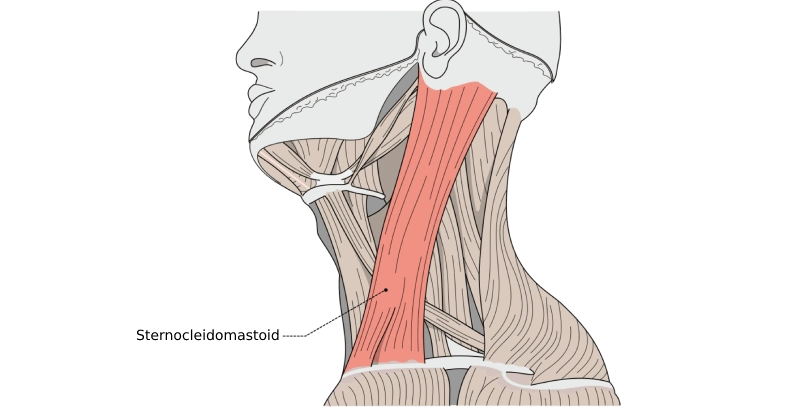 Sternocleidomastoid Muscle of the neck