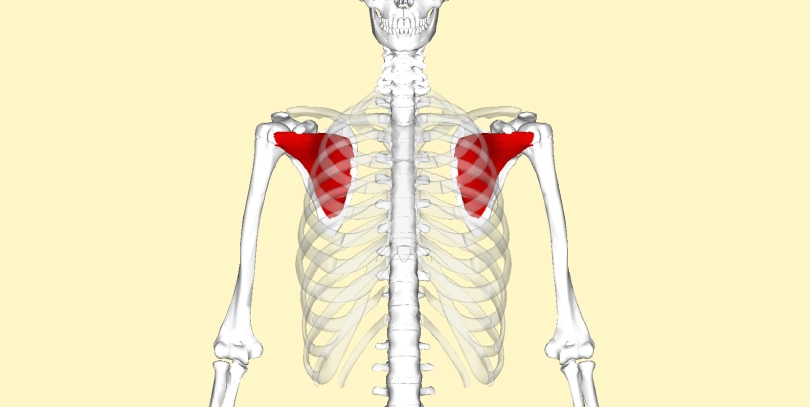 Supraspinatus Muscle of the trapezius