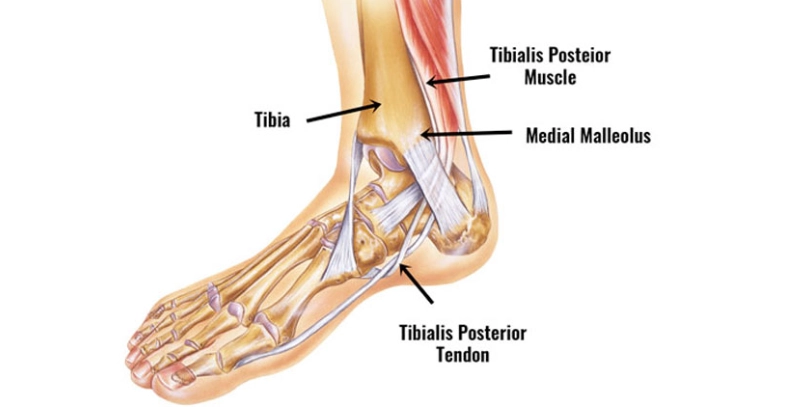 Tibialis Posterior Muscle of the leg